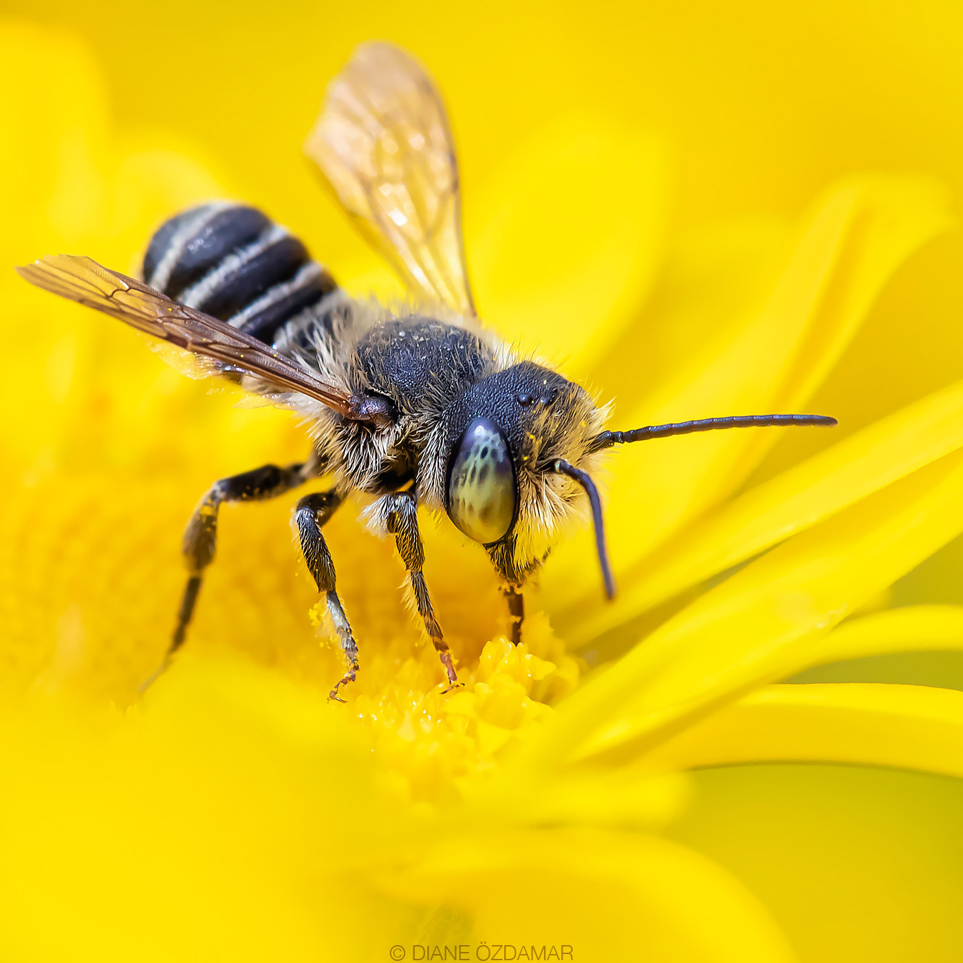 Megachile rotundata (male) - Botanical garden of Montreal, QC, Canada - July 2020