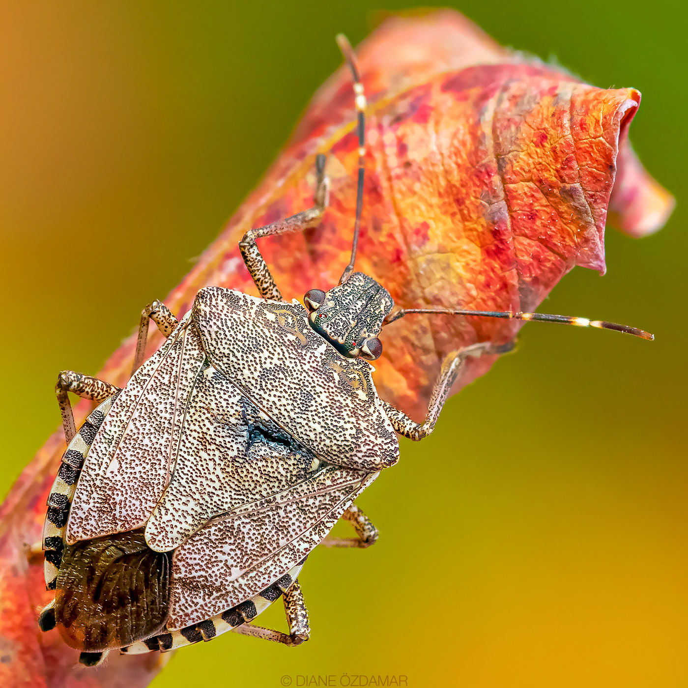Halyomorpha halys - Mont-Royal, Montreal, QC, Canada - October 2020