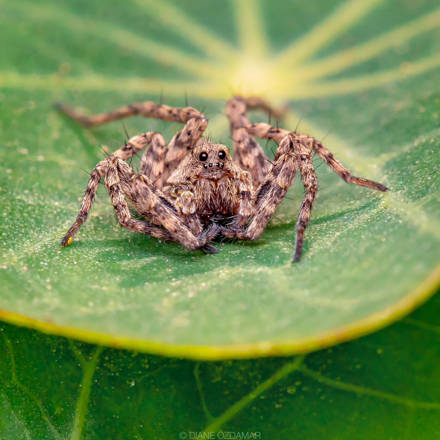 Pardosa sp - Botanical garden of Montreal, QC, Canada - September 2020