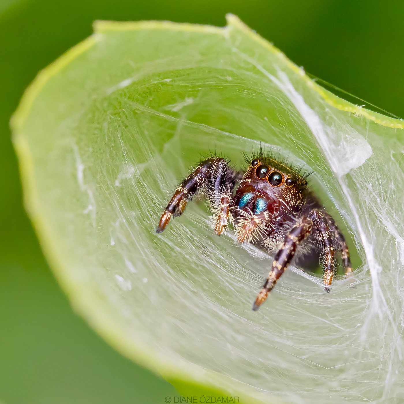 Phidippus audax (juvenile female) - Botanical garden of Montreal, QC, Canada - September 2020A