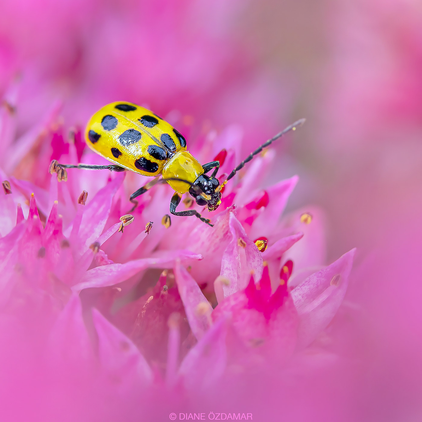 Diabrotica undecimpunctata - Botanical garden of Montreal, QC, Canada - September 2019