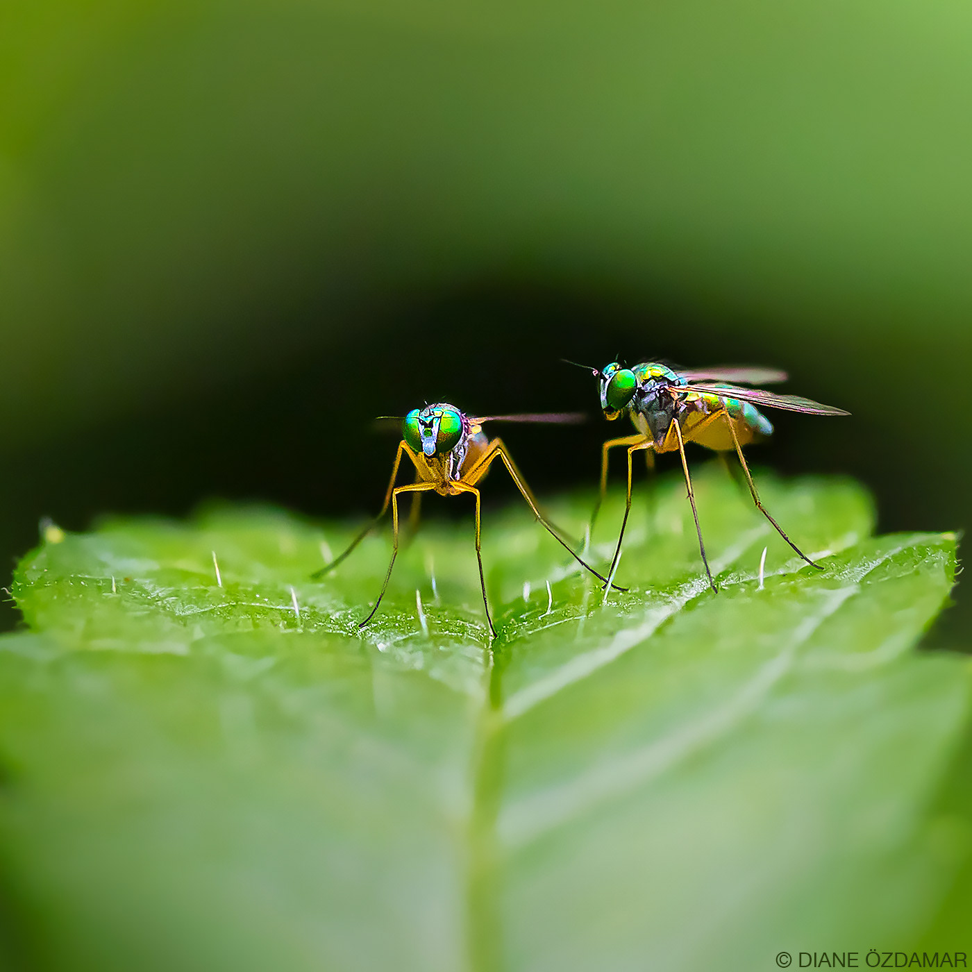 Dolichopodidae - Mont-Royal, Montreal, QC, Canada - July 2019