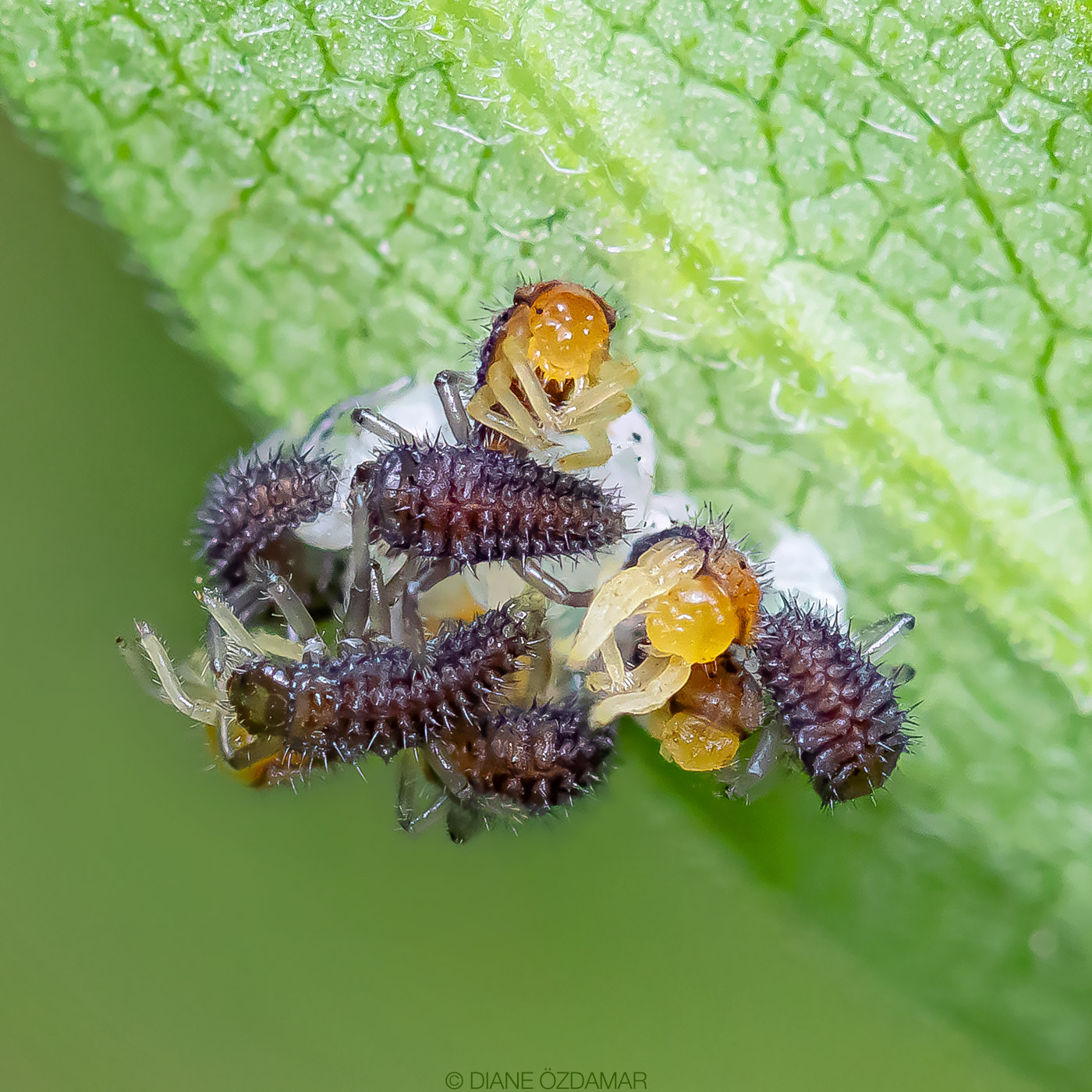 Harmonia axyridis, hatching - Botanical garden of Montreal, QC, Canada - September 2020