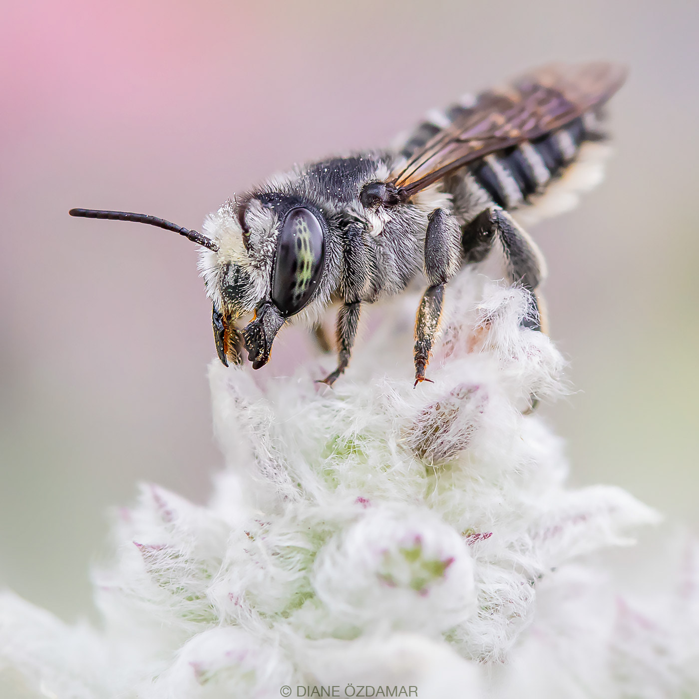 Megachile sp. (female) - Botanical garden of Montreal, QC, Canada - June 2020