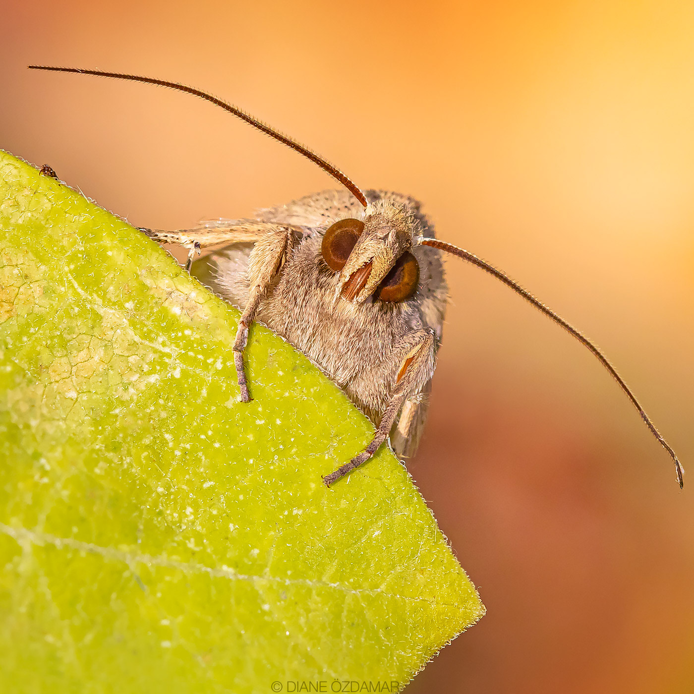 Mythimna unipuncta - Mont-Royal, Montreal, QC, Canada - October 2020