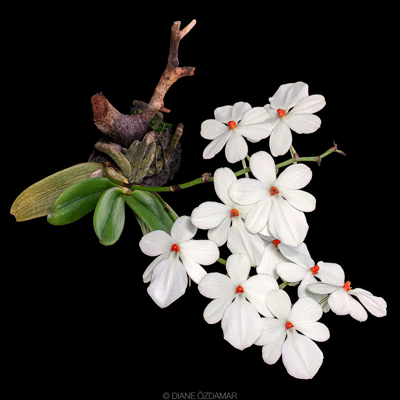 Aerangis luteoalba var. rhodosticta