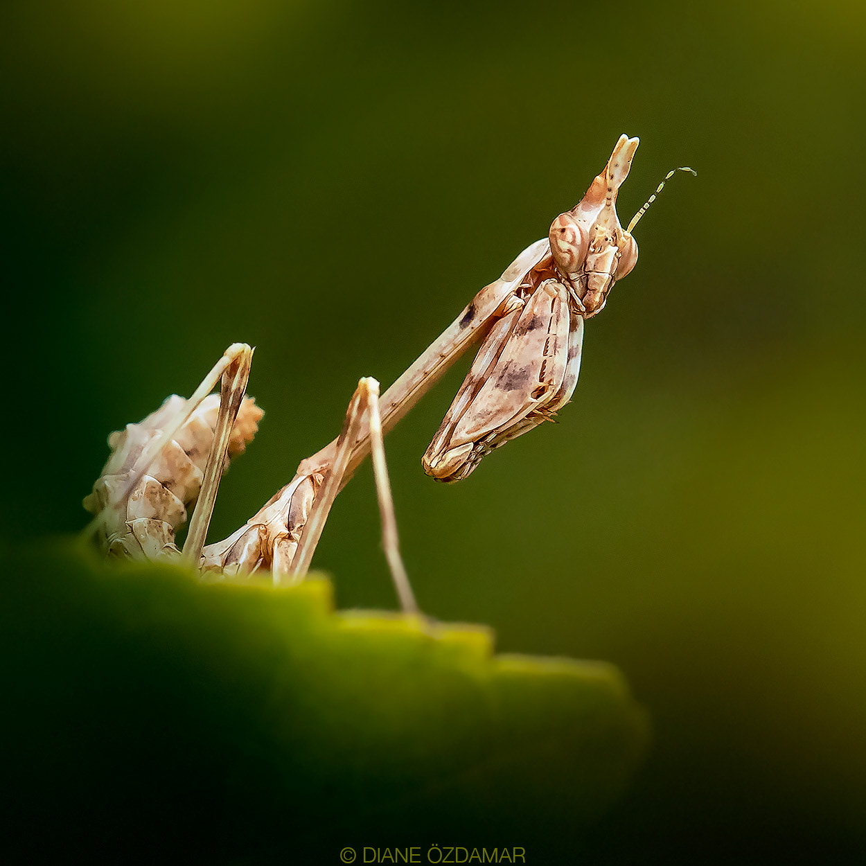 Empusa pennata nymph - Damiatte, France
