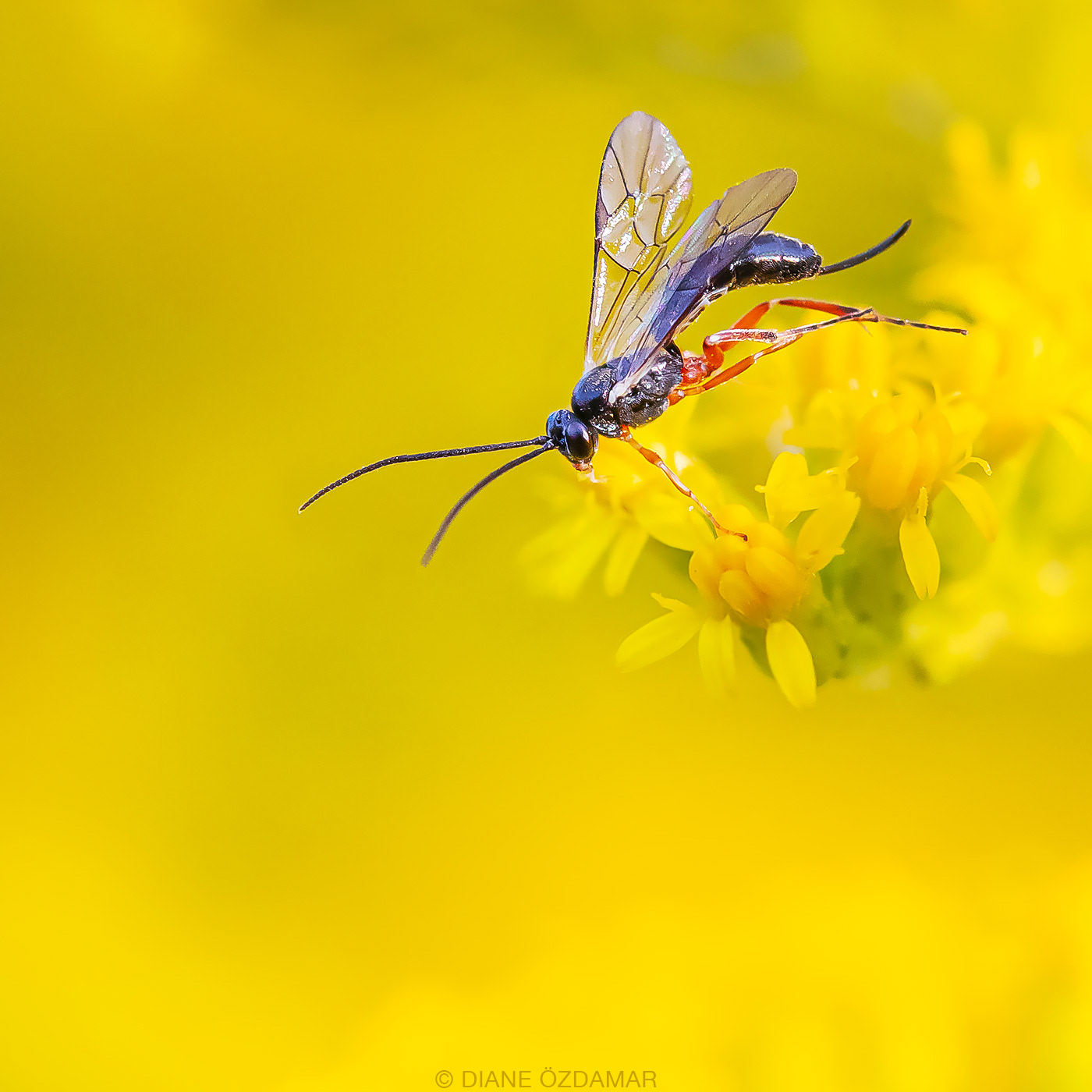 Campopleginae, possibly Sinophorus sp. - Botanical garden of Montreal, QC, Canada - October 2019