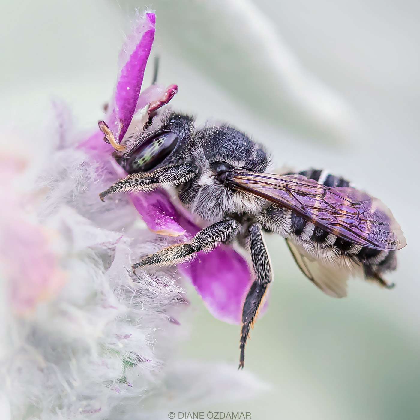 Megachile sp. (female) - Botanical garden of Montreal, QC, Canada - June 2020