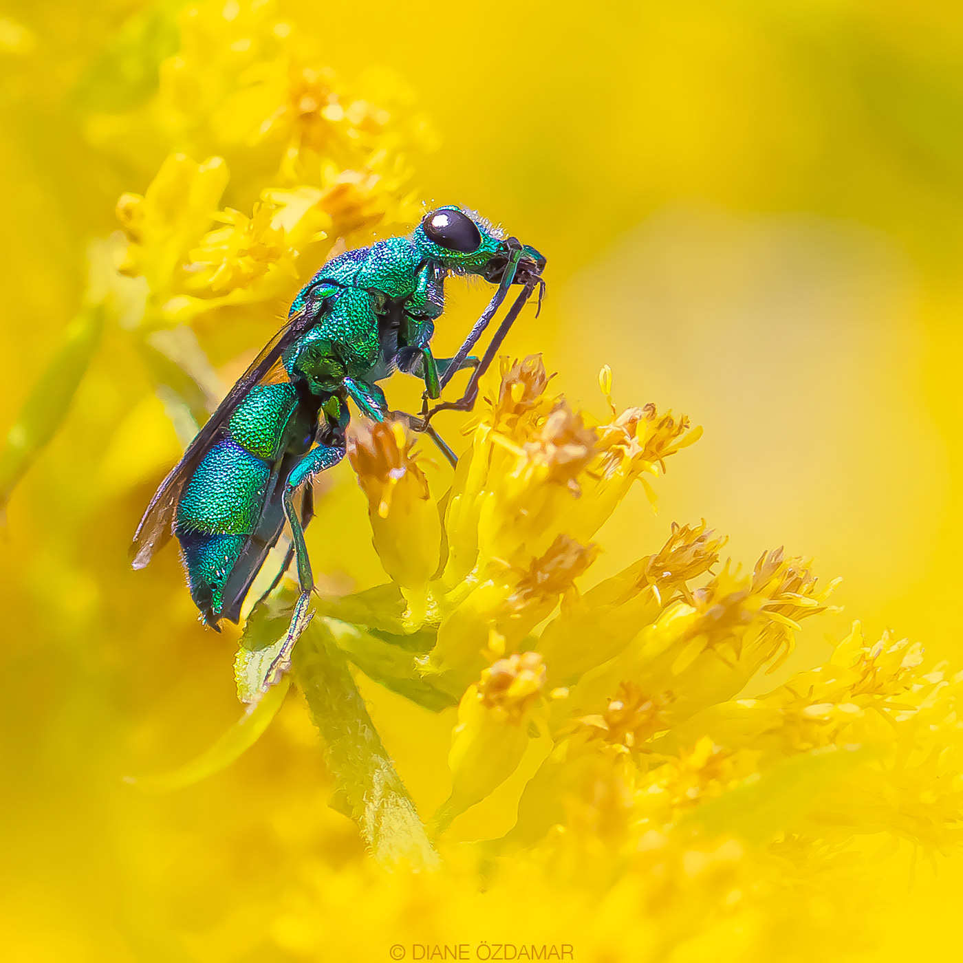 Chrysididae - Botanical garden of Montreal, QC, Canada - August 2020