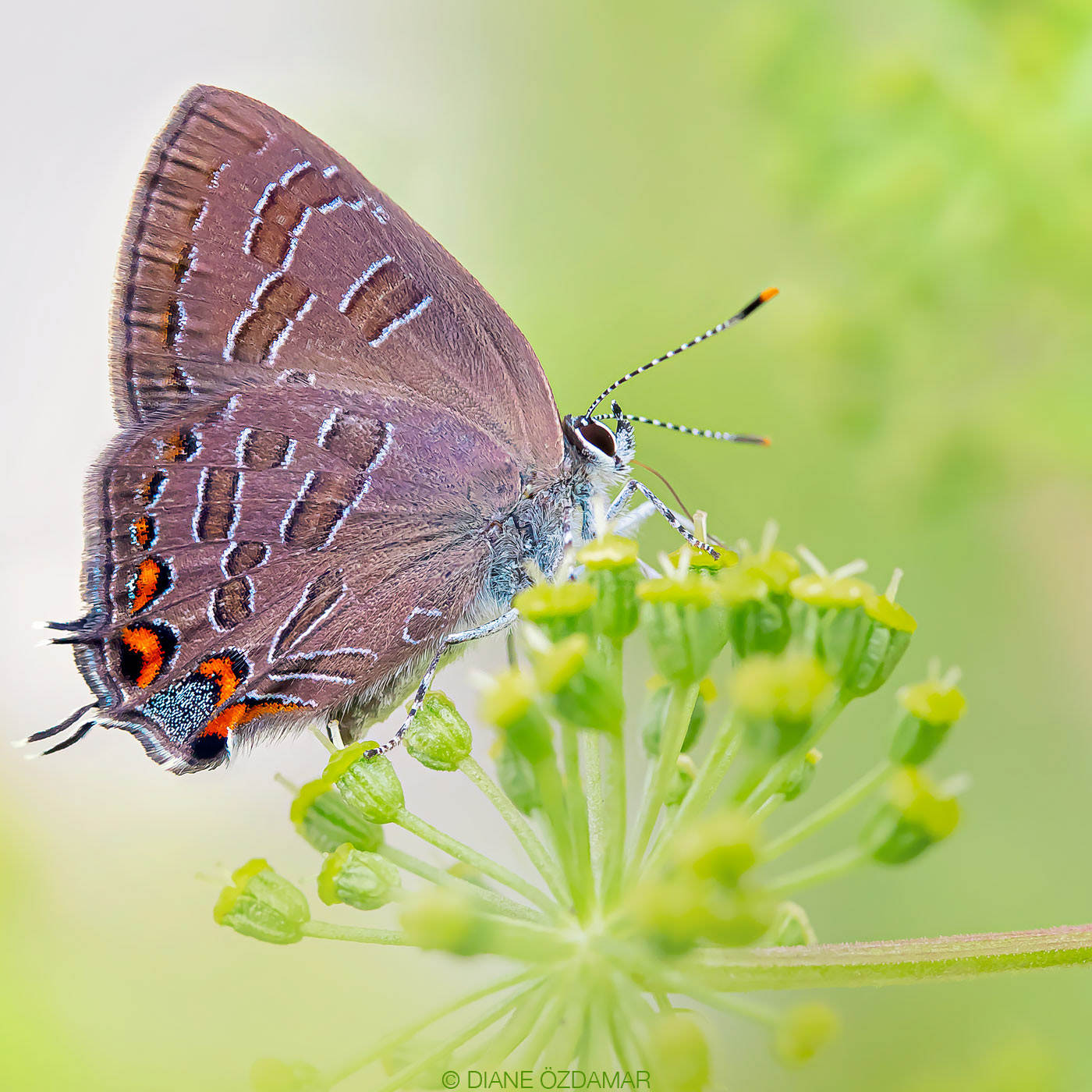 Satyrium liparops - Botanical garden of Montreal, QC, Canada - June 2020