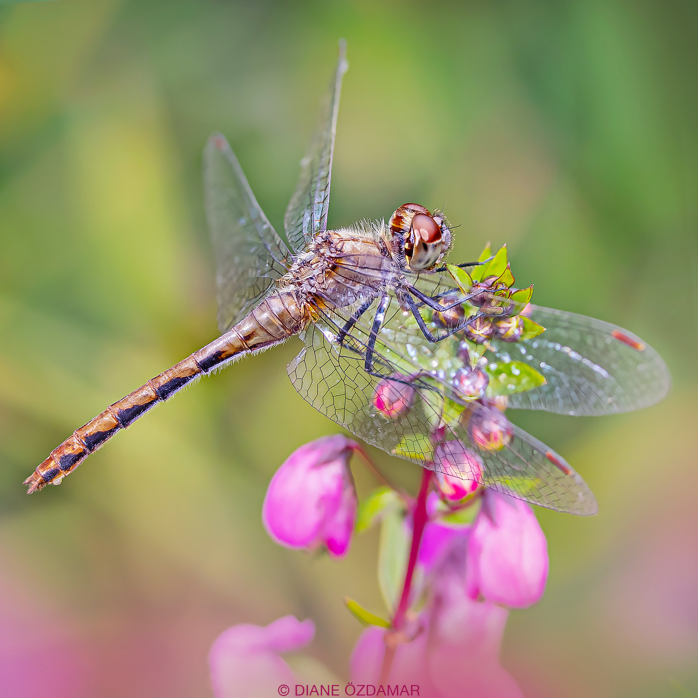 Sympetrum obtrusum (female, dark form) - Botanical garden of Montreal, QC, Canada - August 2019