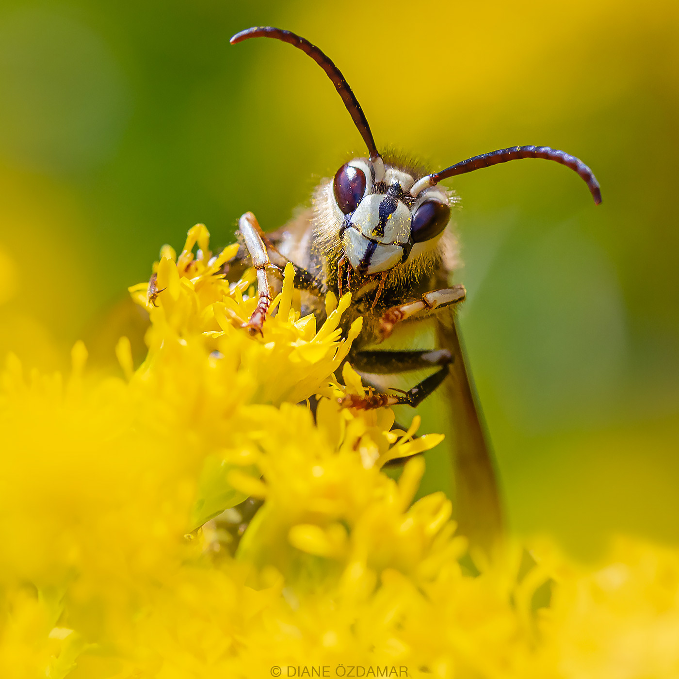 Dolichovespula maculata (male) - Mont-Royal, Montreal, QC, Canada - September 2019