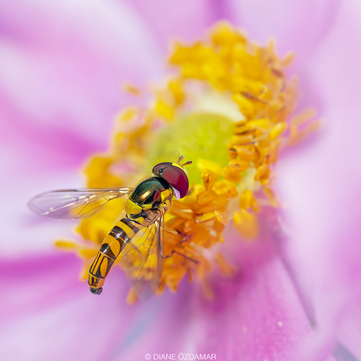 Allograpta obliqua - Botanical garden of Montreal, QC, Canada - August 2019