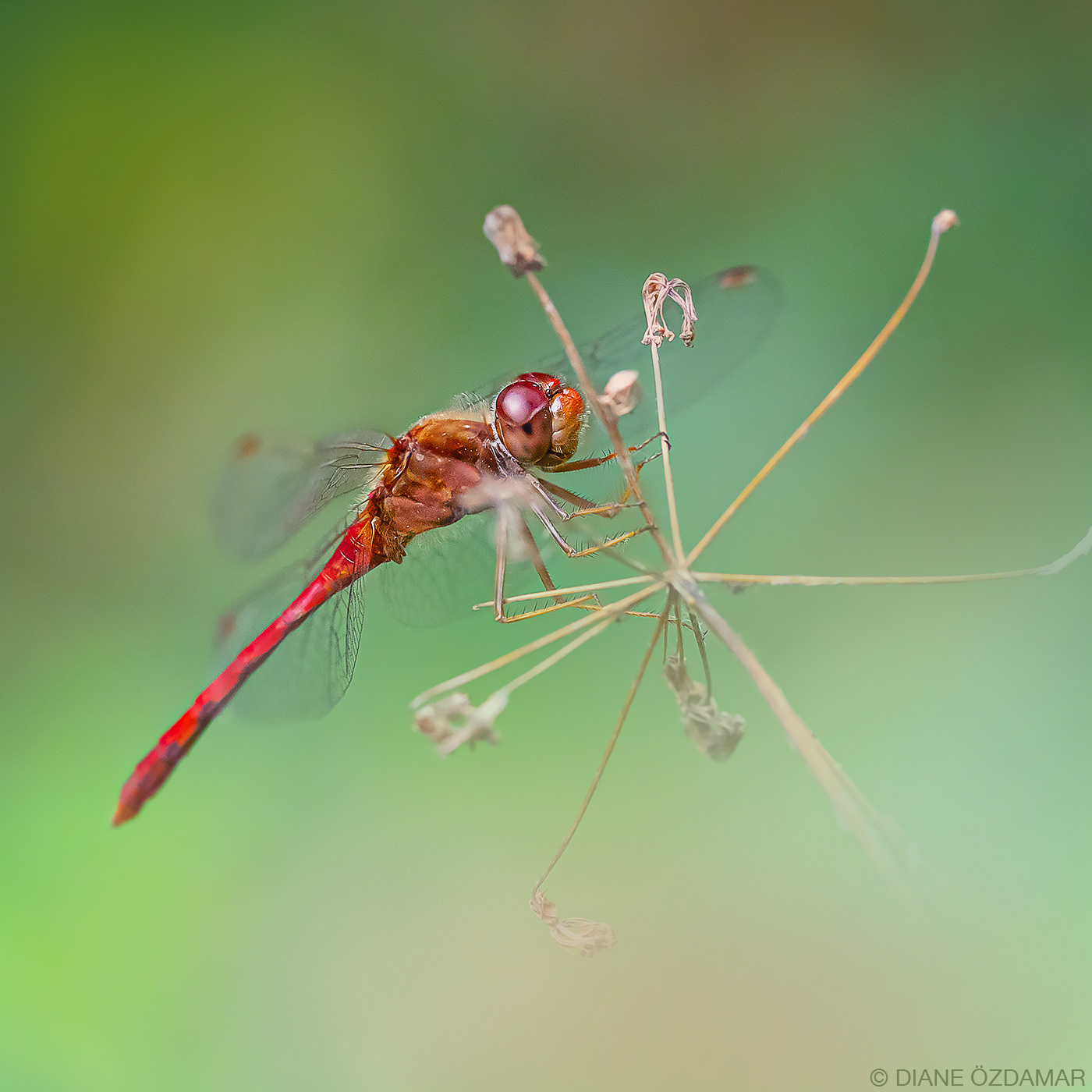 Sympetrum sp. (male) - Mont-Royal, Montreal, Qc, Canada - August 2019