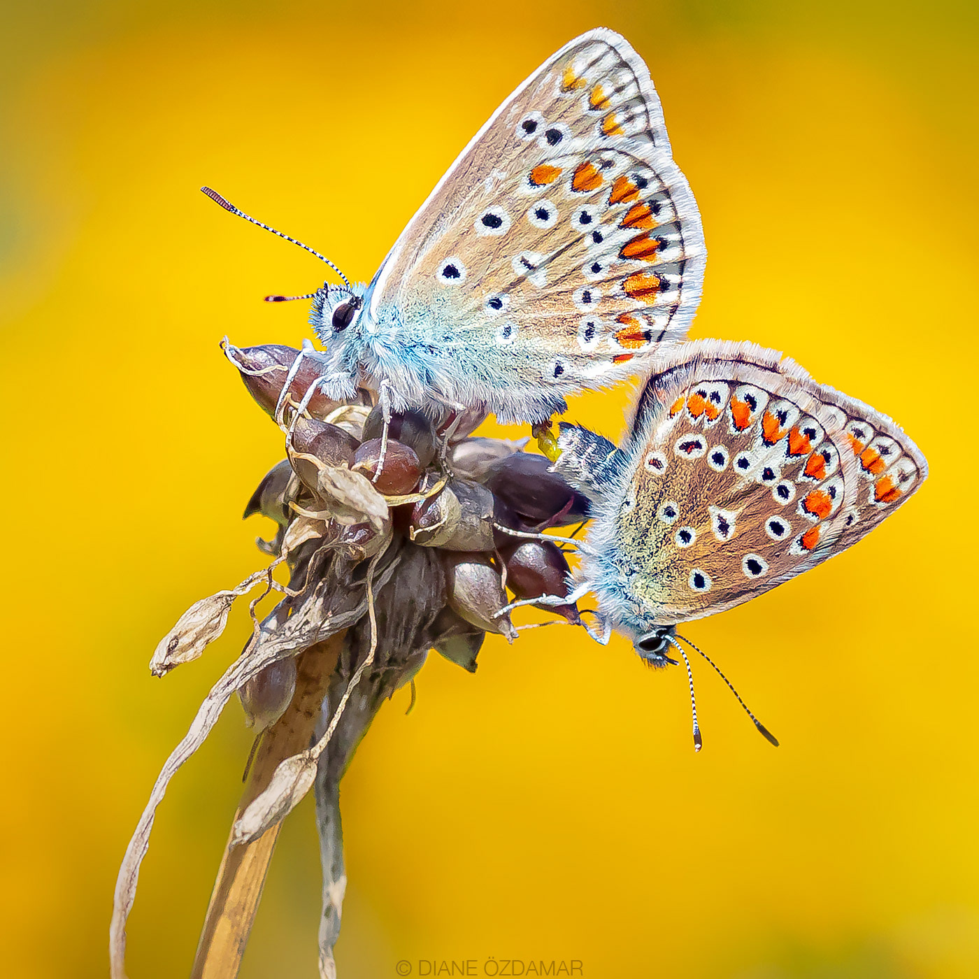 Polyommatus icarus (mating couple) - Botanical garden of Montreal, QC, Canada - August 2020