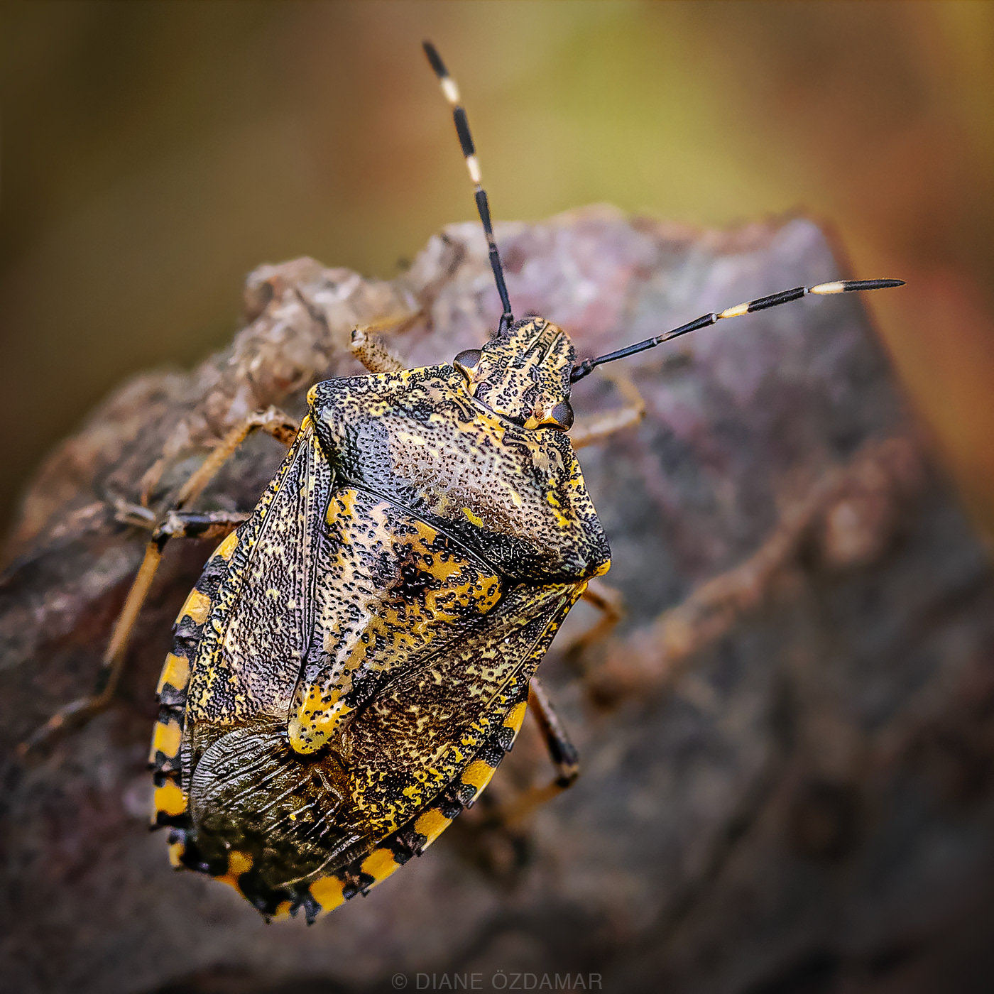 Raphigaster nebulosa - Forest of Fontainebleau, France - October 2019