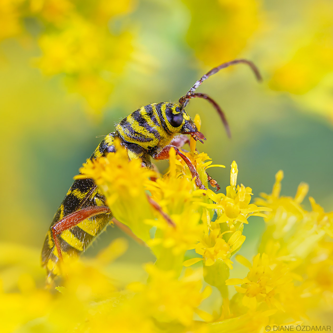 Megacyllene robiniae - Mont-Royal, Montreal, QC, Canada - September 2019
