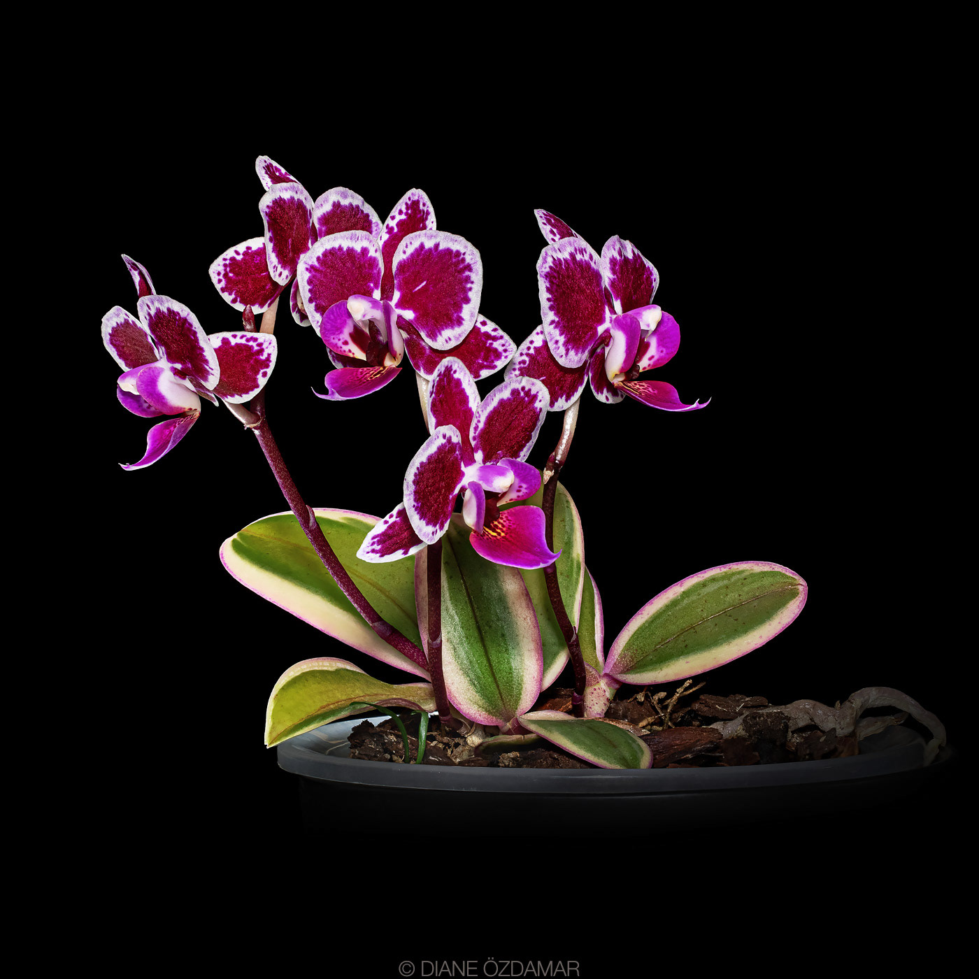 Phalaenopsis Chia E Yenlin variegata
