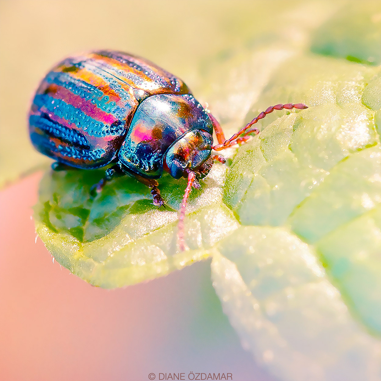 Chrysolina americana - Le Mée-sur-Seine, France