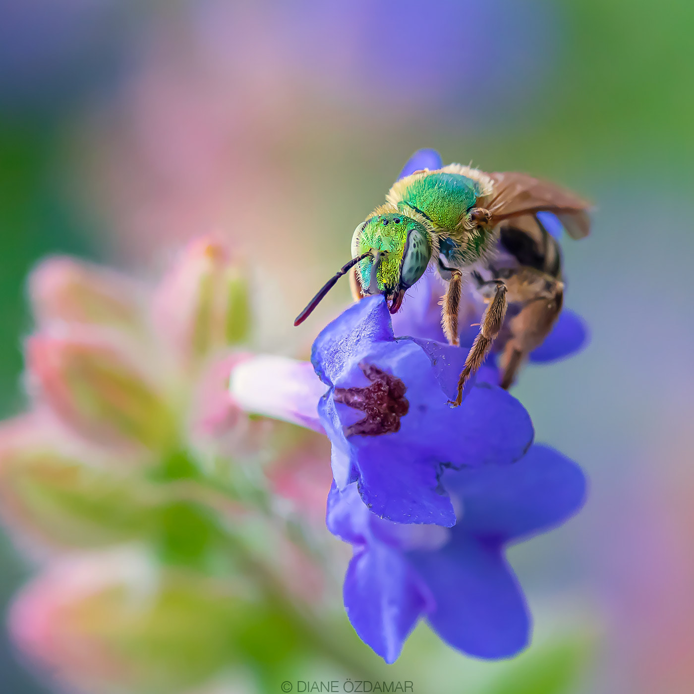 Agapostemon virescens - Botanical garden of Montreal, QC, Canada - July 2020