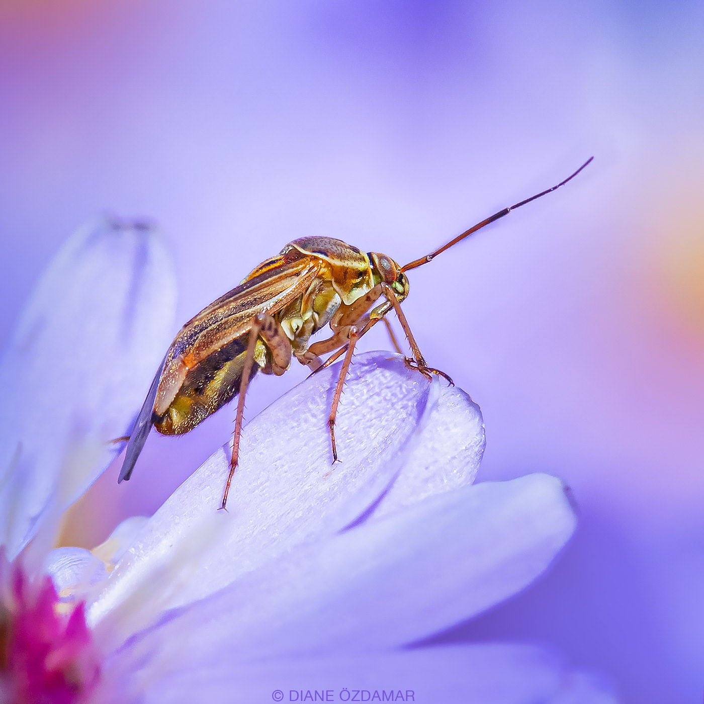 Lygus lineolaris - Botanical garden of Montreal, QC, Canada - September 2019