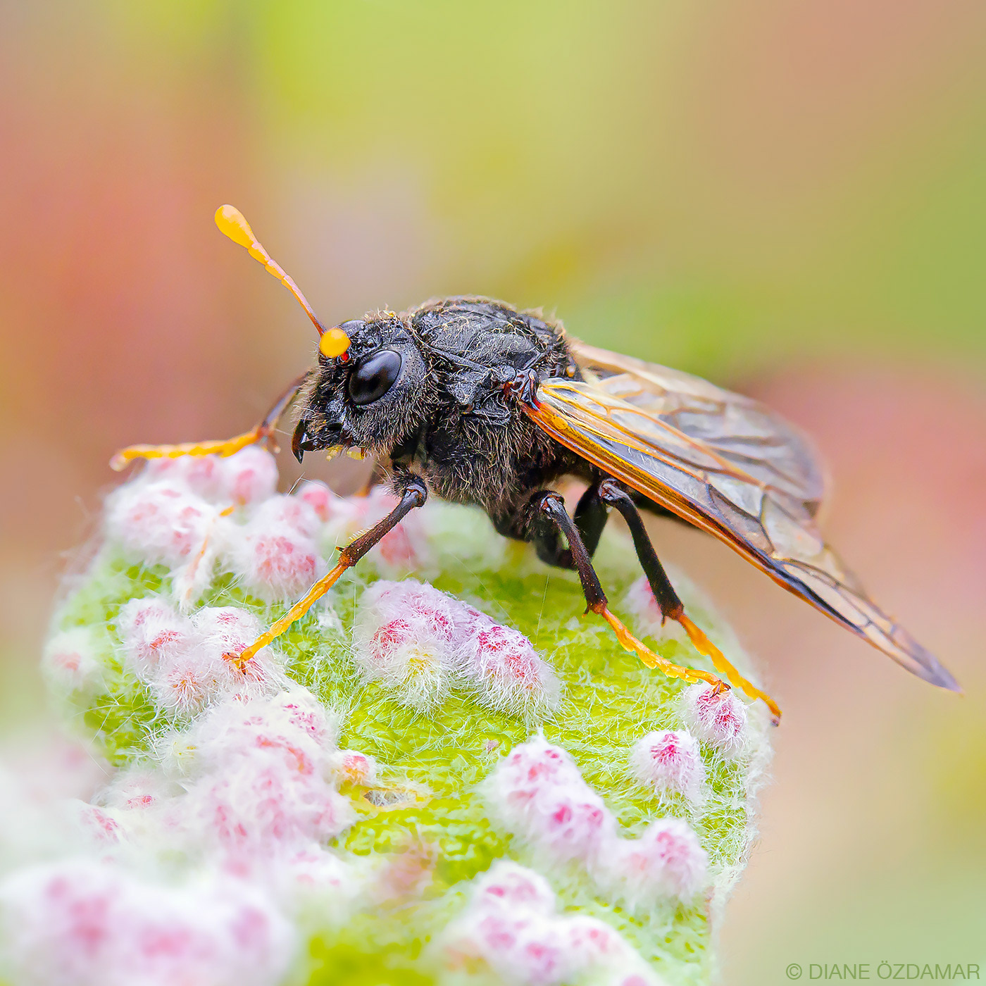 Cimbex femoratus - Kvikkjokk, Sweden - June 2014