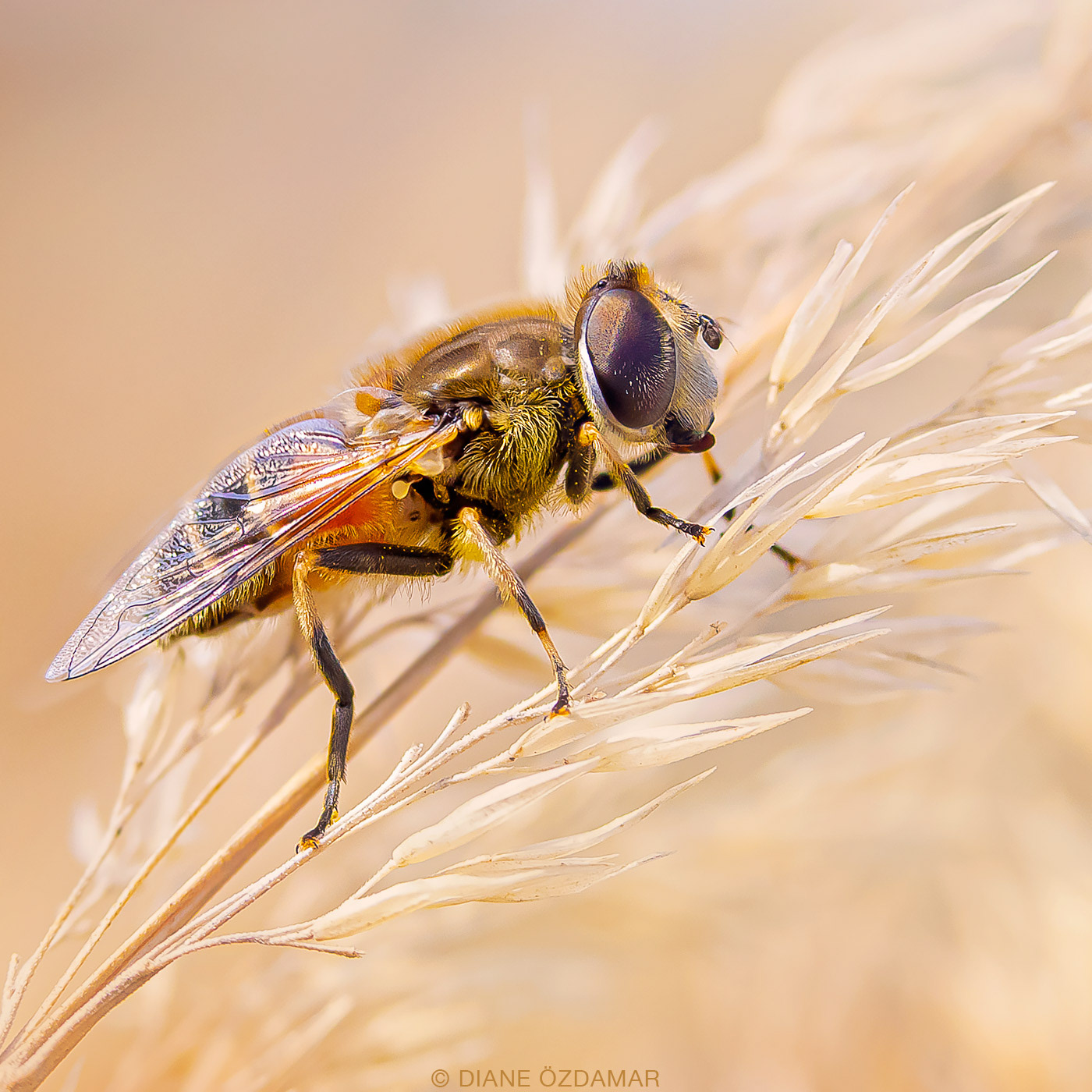 Eristalis arbustorum - Botanical garden of Montreal, QC, Canada - October 2019