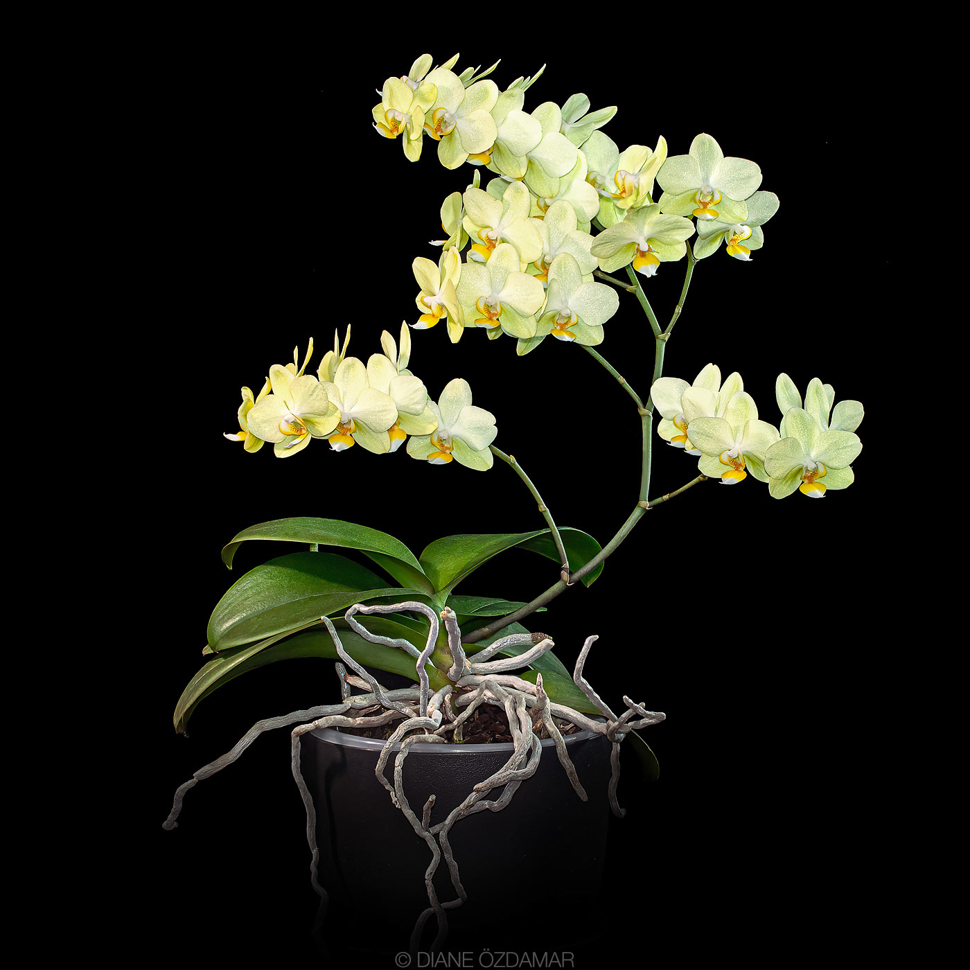 Phalaenopsis Pure Moon 'Green Pixie'