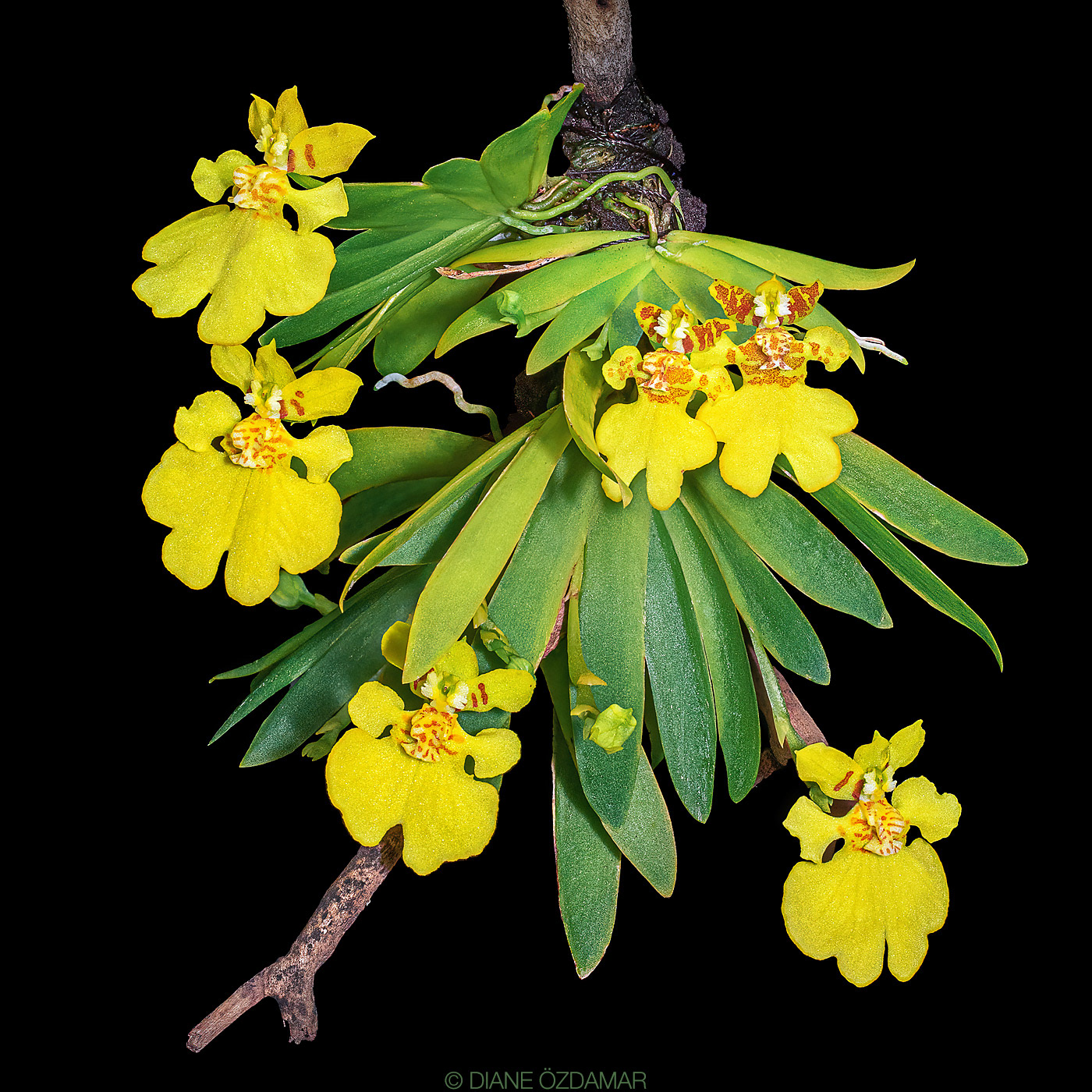 Erycina pusilla