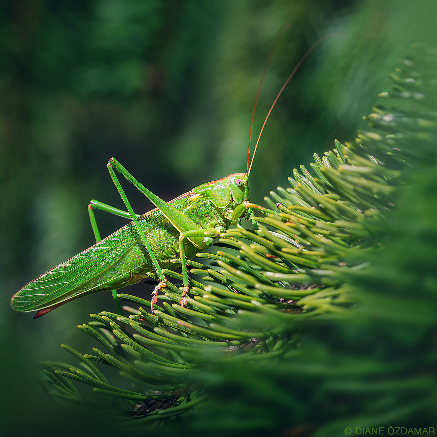 Tettigonia viridissima - Damiatte, France