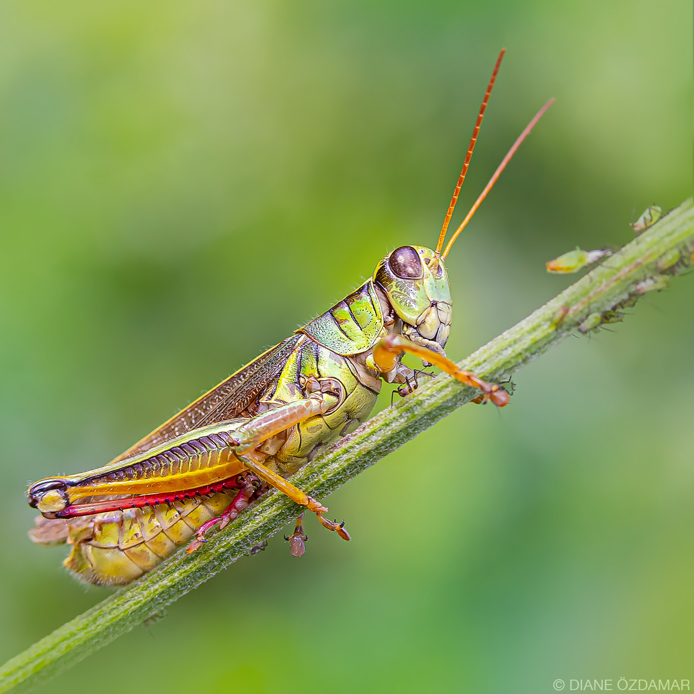 Melanoplus sp. - Botanical garden of Montreal, QC, Canada - July 2019
