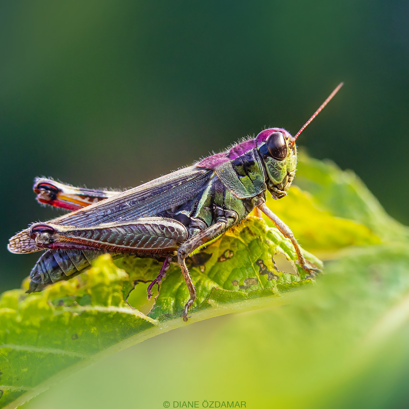 Melanoplus sp. (erythristic specimen) - Botanical garden of Montreal, QC, Canada - September 2019