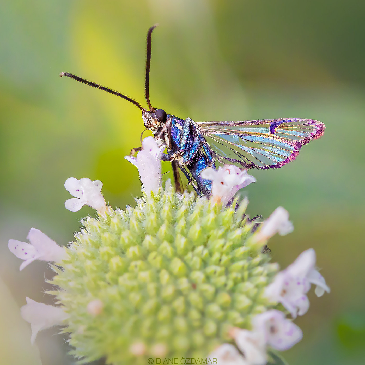 Synanthedonini - Botanical garden of Montreal, QC, Canada - August 2020