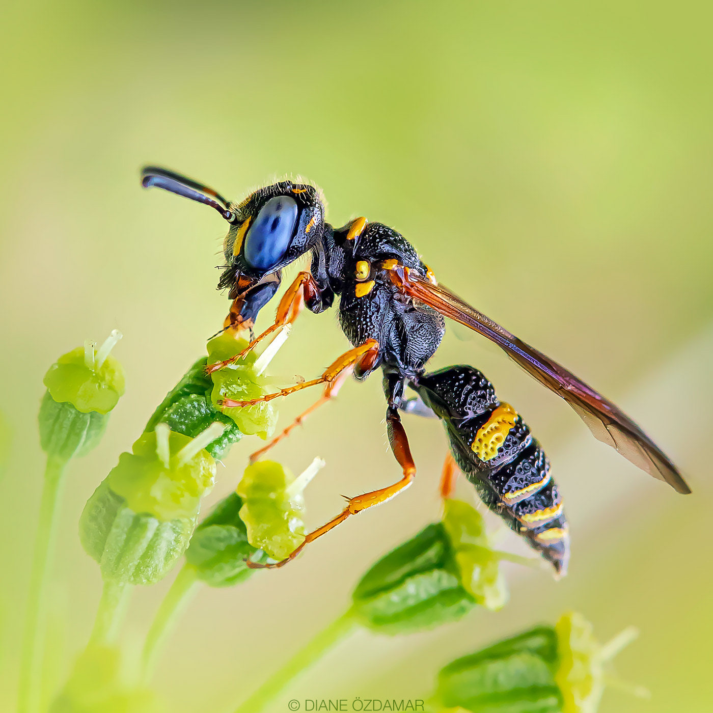 Philanthus gibbosus - Botanical garden of Montreal, QC, Canada - June 2020