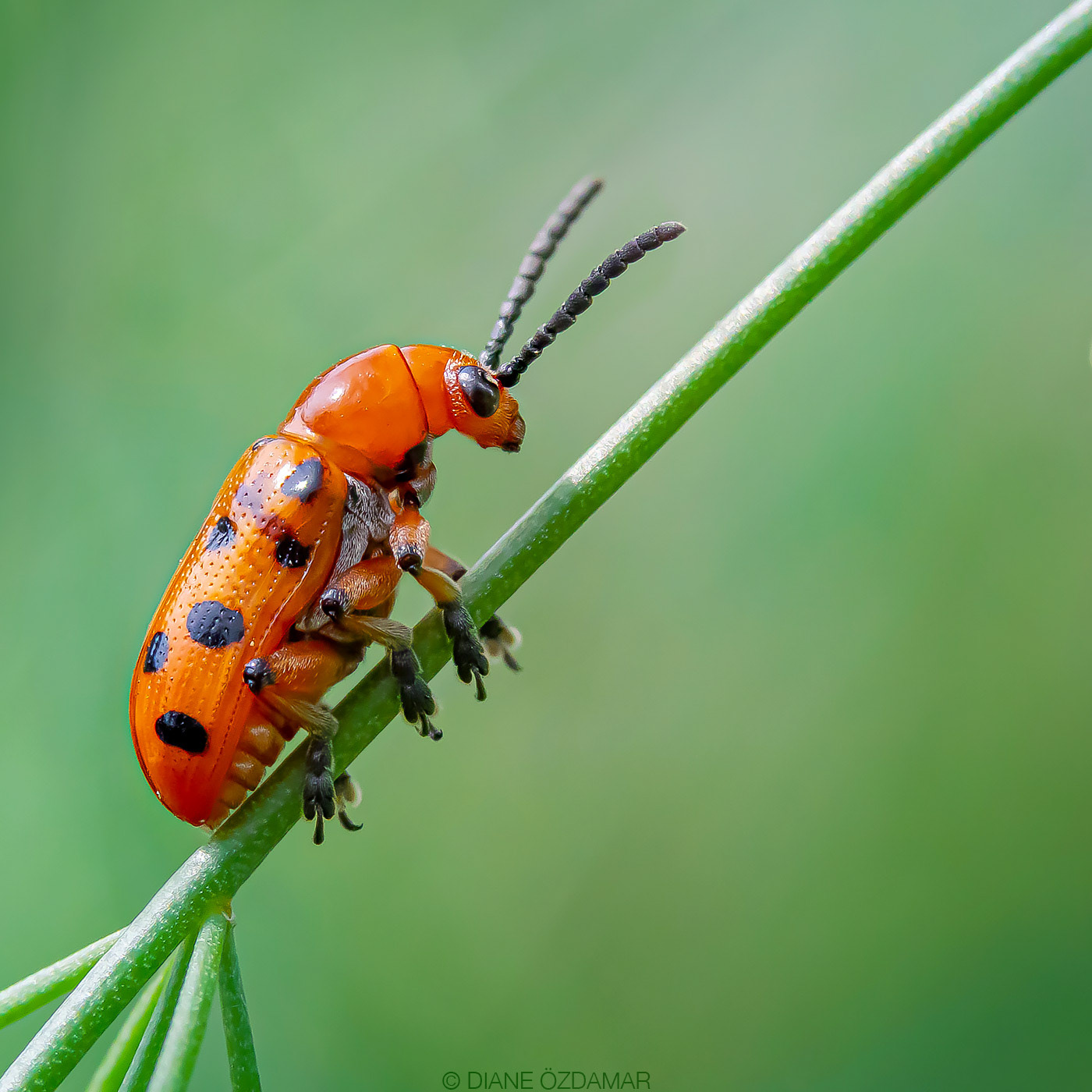 Crioceris duodecimpunctata - Botanical garden of Montreal, QC, Canada - July 2020