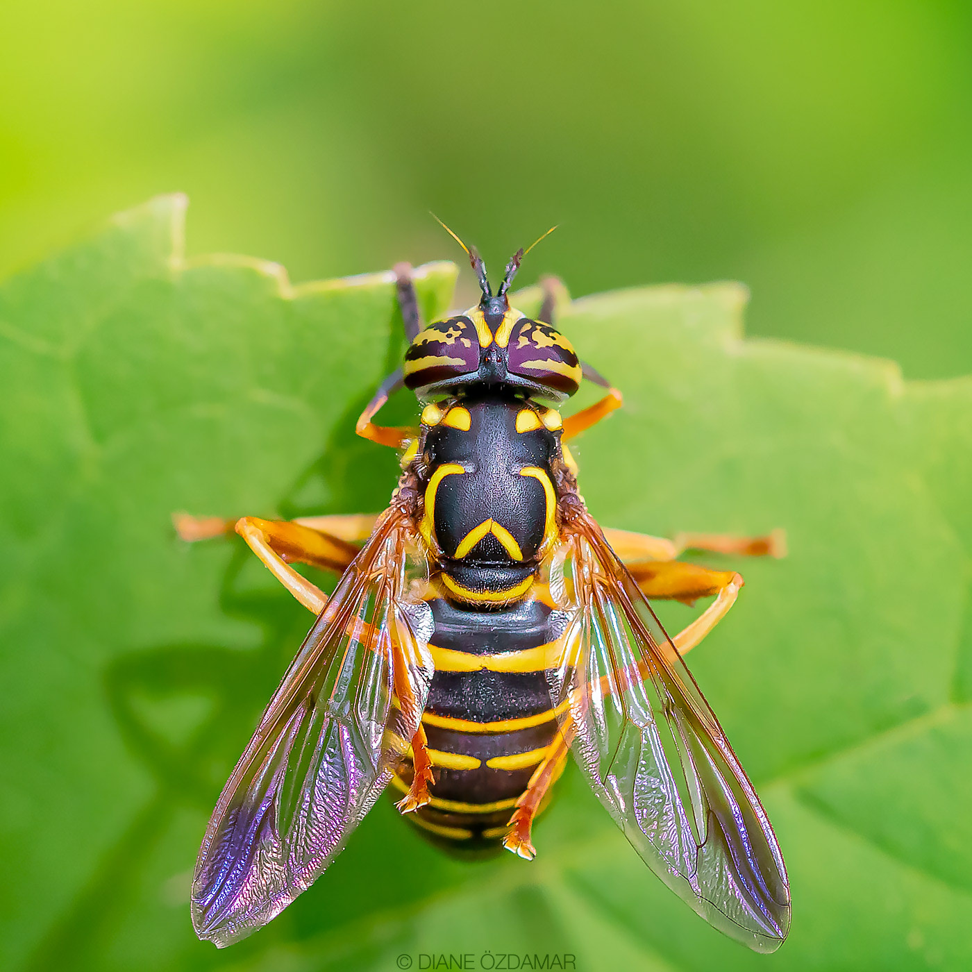 Spilomyia longicornis (female) - Botanical garden of Montreal, QC, Canada - September 2020