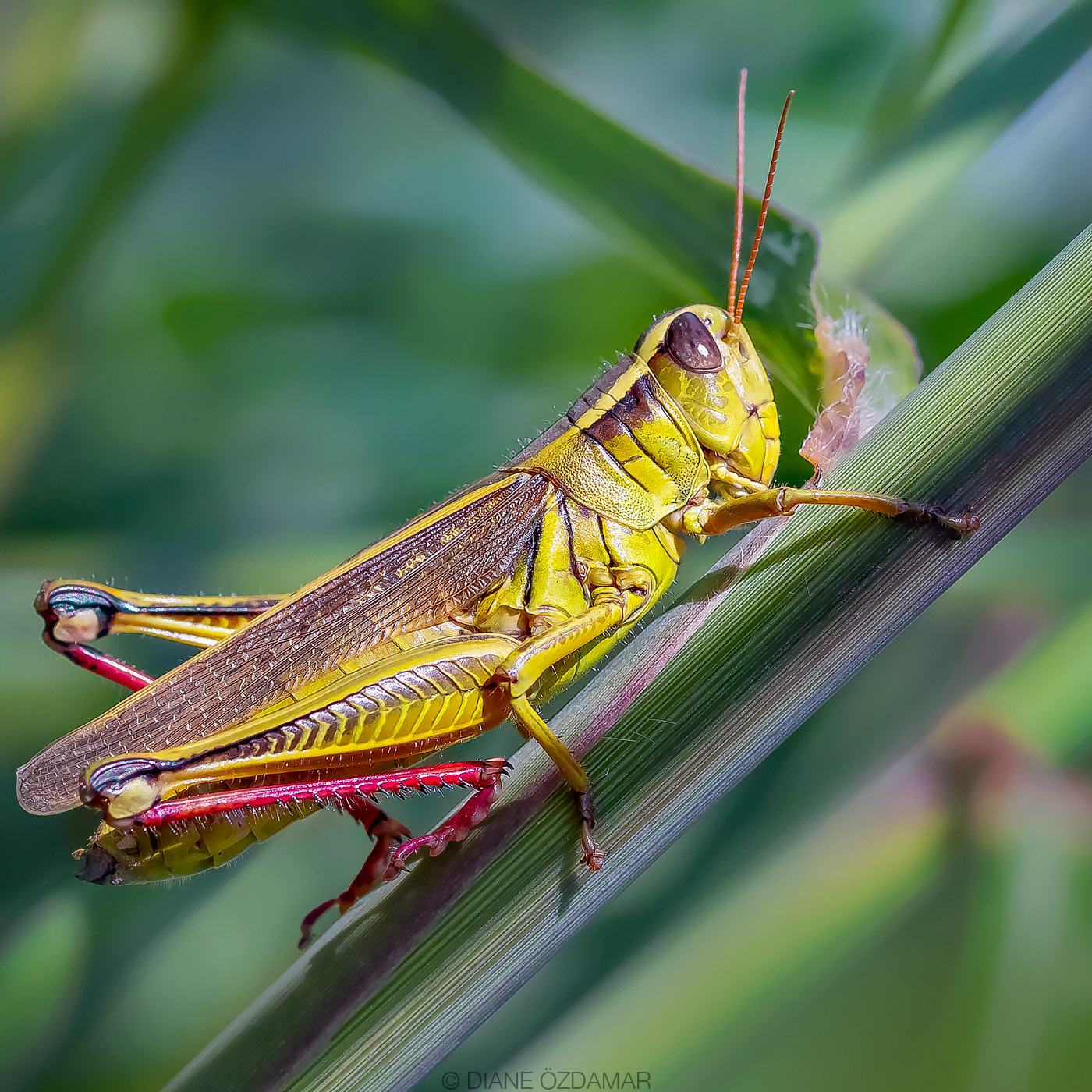 Melanoplus bivittatus - Botanical garden of Montreal, QC, Canada - August 2020