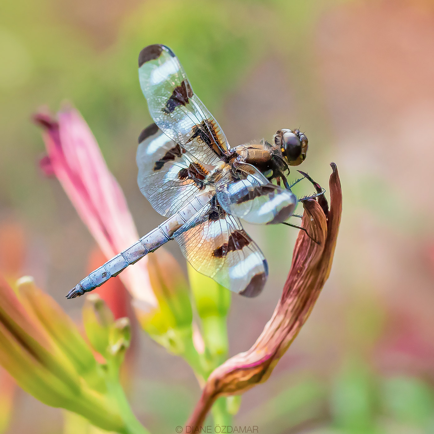Libellula pulchella (male) - Botanical garden of Montreal, QC, Canada - July 2020