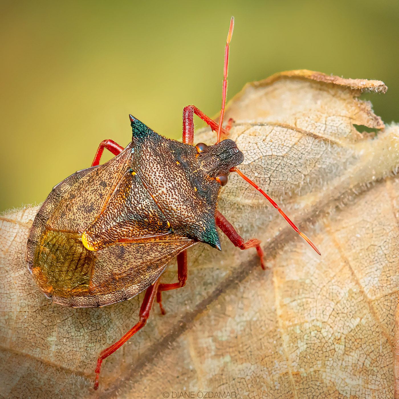 Picromerus bidens - Botanical garden of Montreal, QC, Canada - October 2020