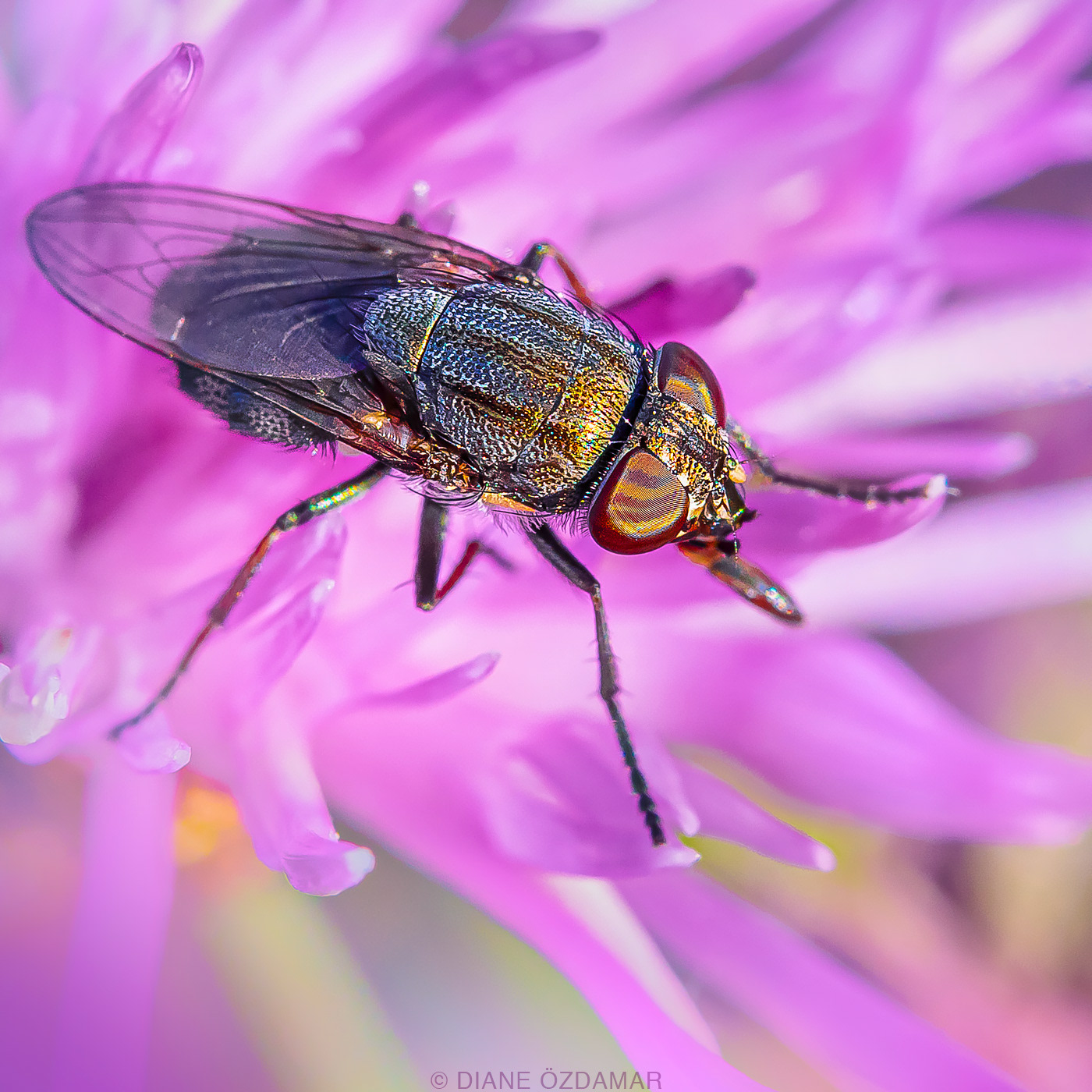 Stomorhina lunata (female) - Damiatte, France - November 2019