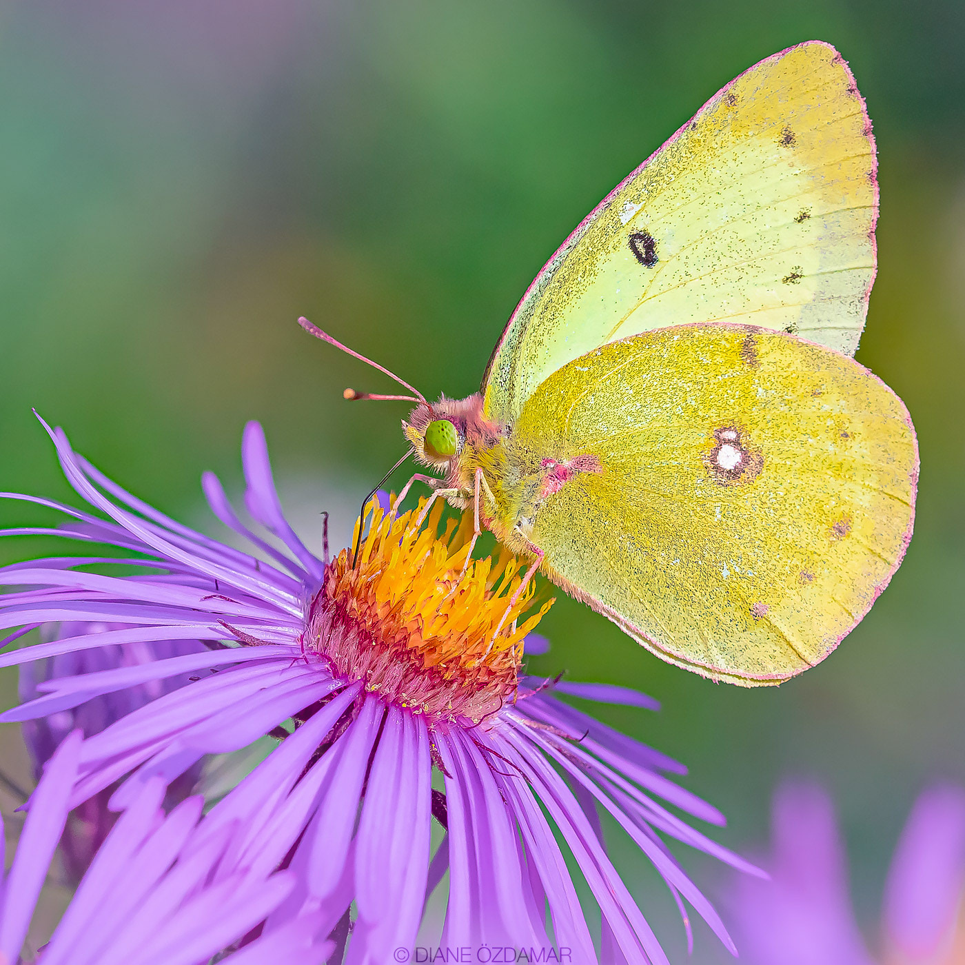 Colias philodice - Botanical garden of Montreal, QC, Canada - September 2020