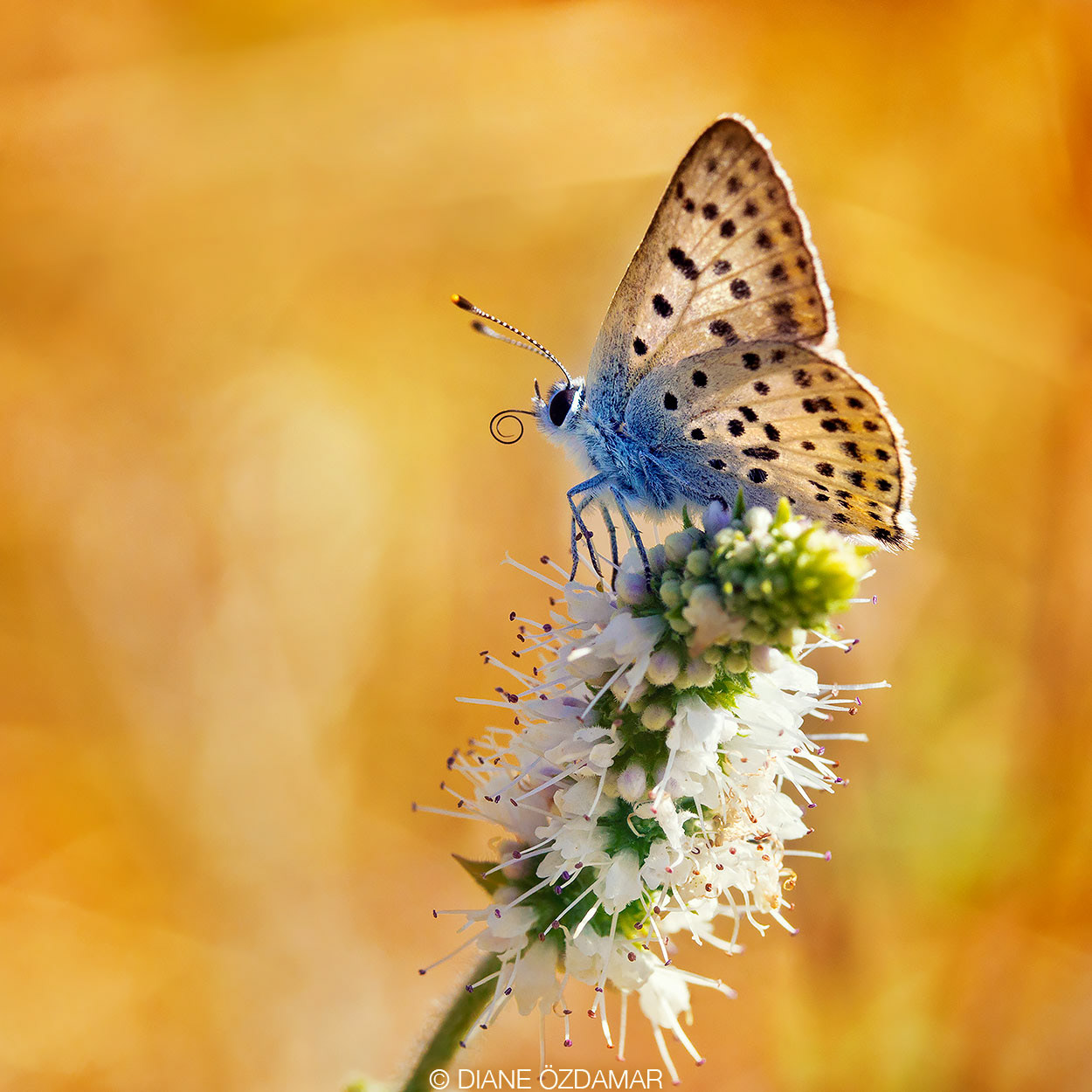 Lycaena tityrus - Damiatte, France