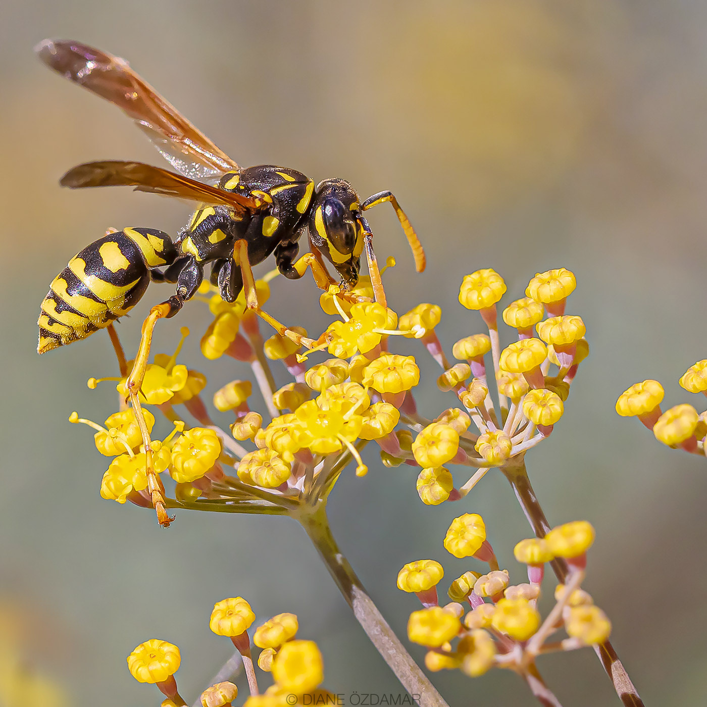 Polistes dominula - Botanical garden of Montreal, QC, Canada - August 2020