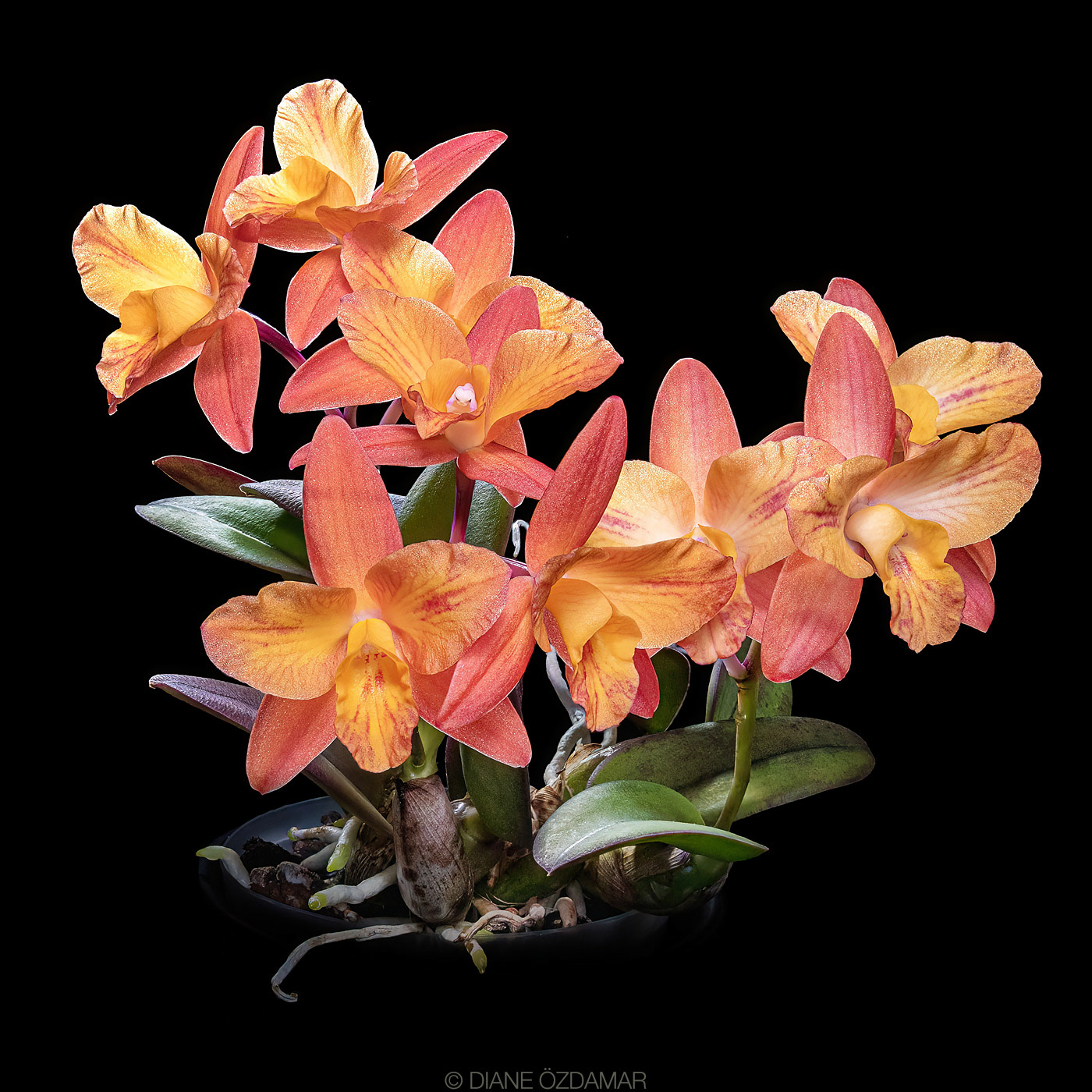Cattleya cf. Tangerine Fire 'Mini Sun'
