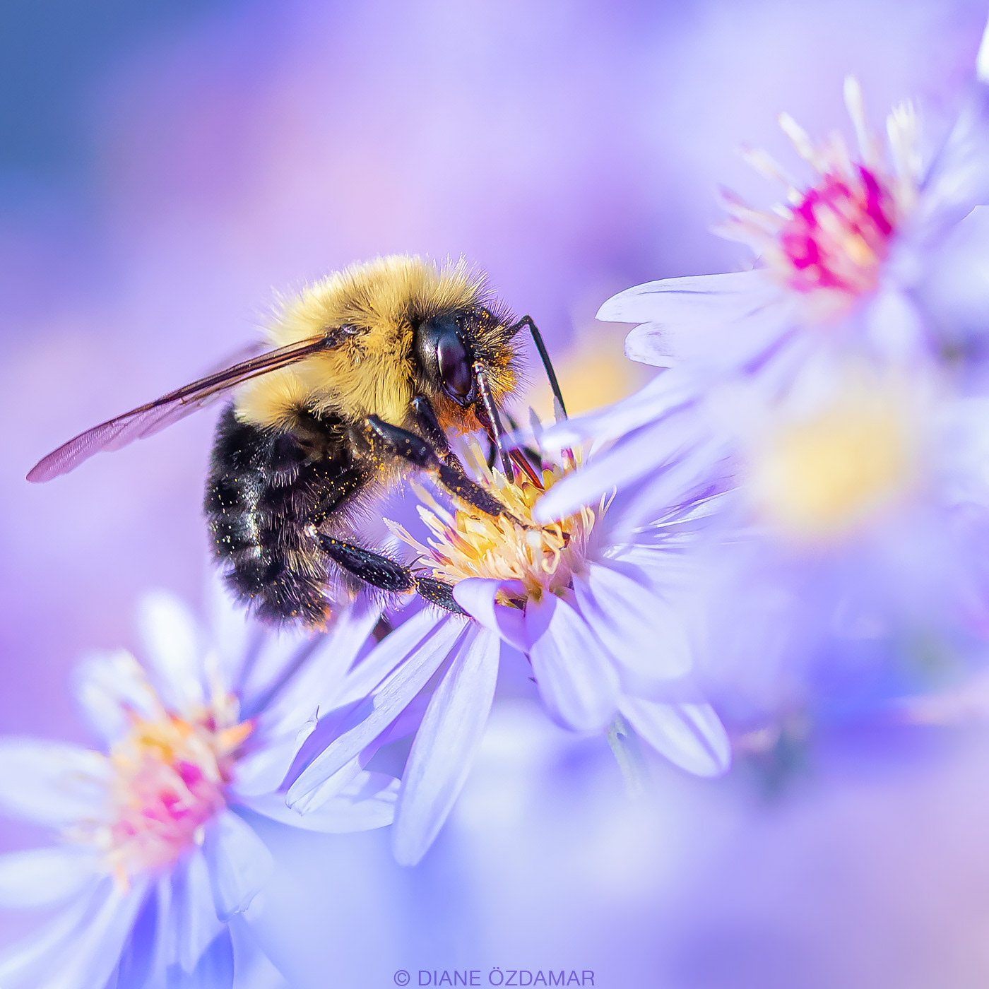 Bombus impatiens - Botanical garden of Montreal, QC, Canada - September 2019