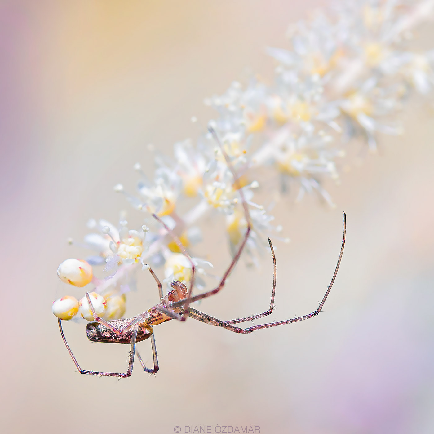 Tetragnatha sp. - Botanical garden of Montreal, QC, Canada - June 2020