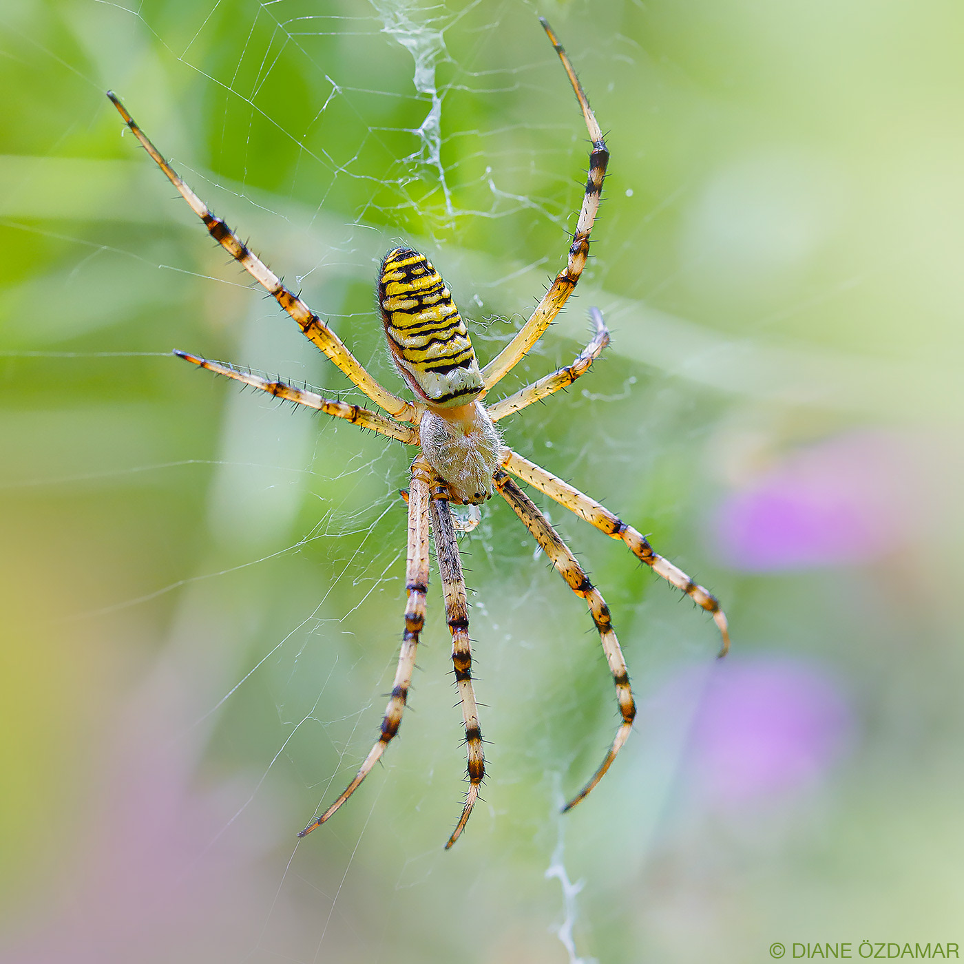 Argiope bruennichi - Damiatte, France