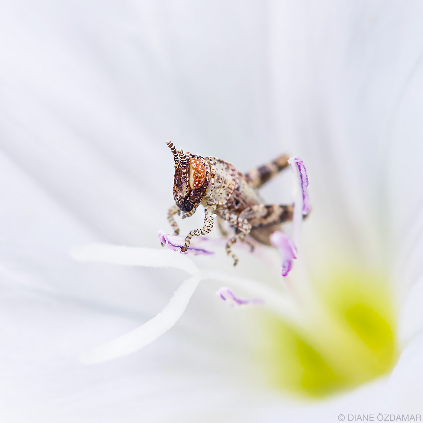 Orthoptera nymph (Pezotettix?) - Damiatte, France