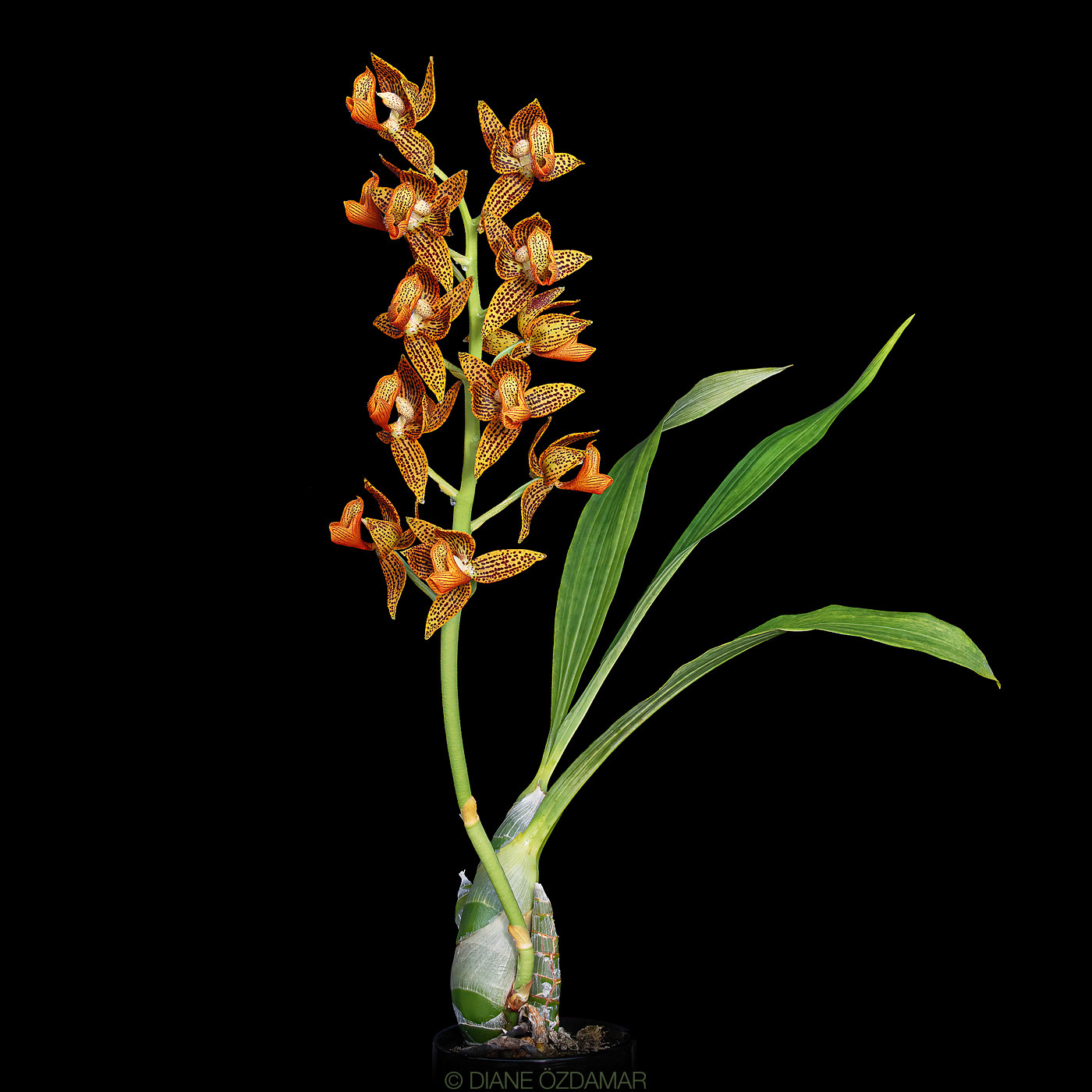 Mormodes Roehampton's Flame